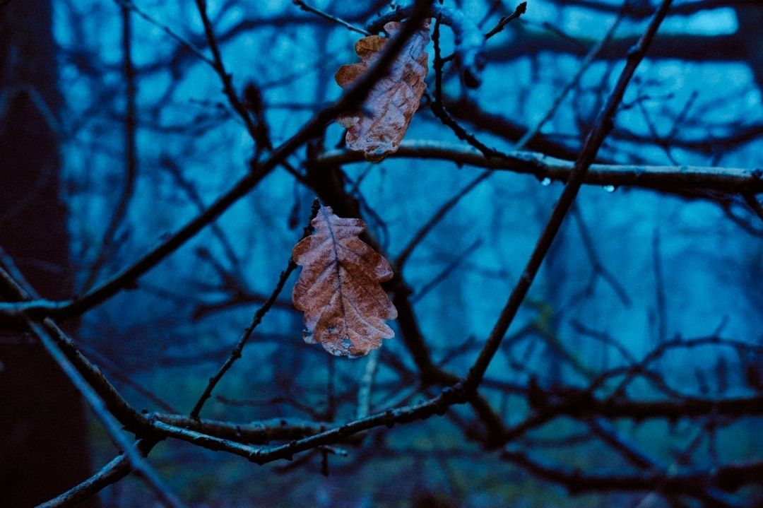 Trockene Eichenblätter an kahlen Zweigen im blauen Dämmerlicht